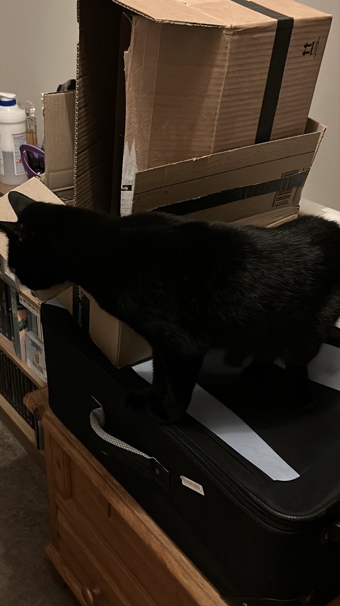 StaceyL0402's tweet photo. Are these boxes for me? 🐈⬛😻 #cats #babyBlue #cardboardbox https://t.co/KDU5o1FmWR