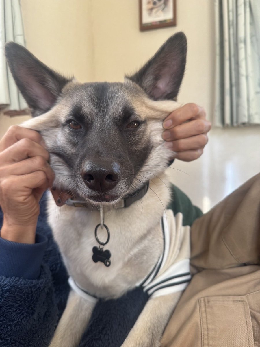 dandelion_dogs's tweet photo. ぼく、誰でしょう❓❓

保護犬まめです🫘🫘 https://t.co/qrsDQCezK5
