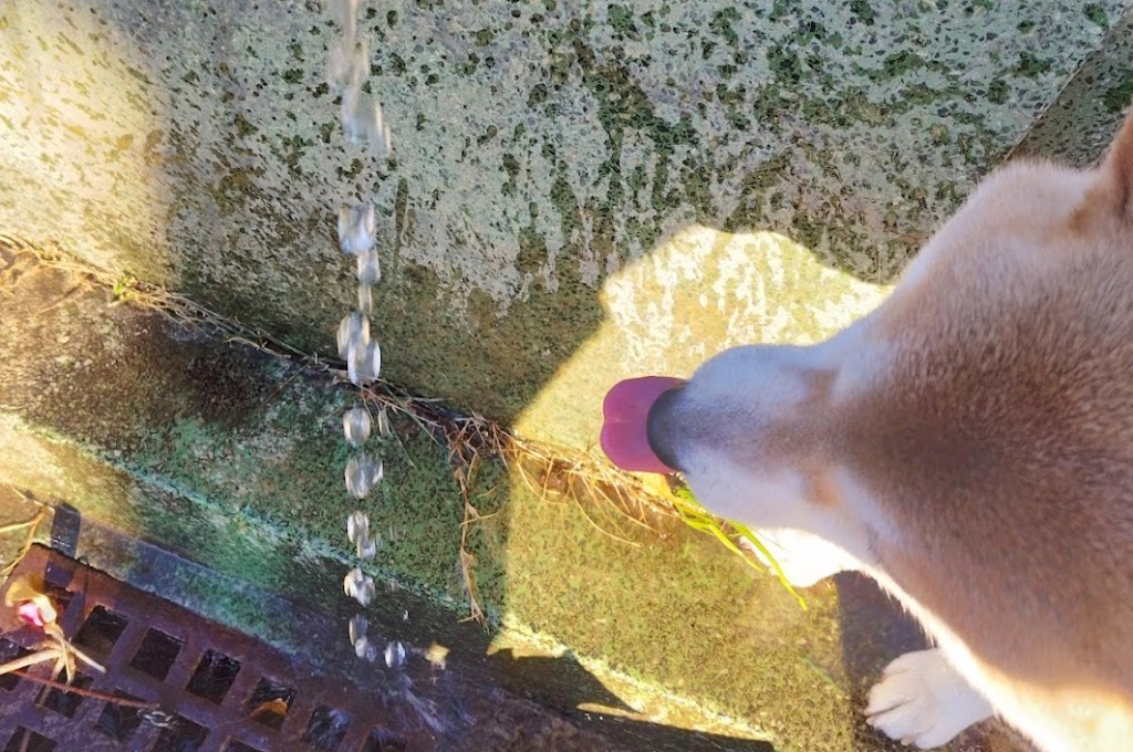 sun29san's tweet photo. おはようございます。昨日はいい天気、公園ではボールちょと借りてのど乾いたら水飲む・・沙羅の舌ハートみたい♡。 https://t.co/uIhBwXzkL8
