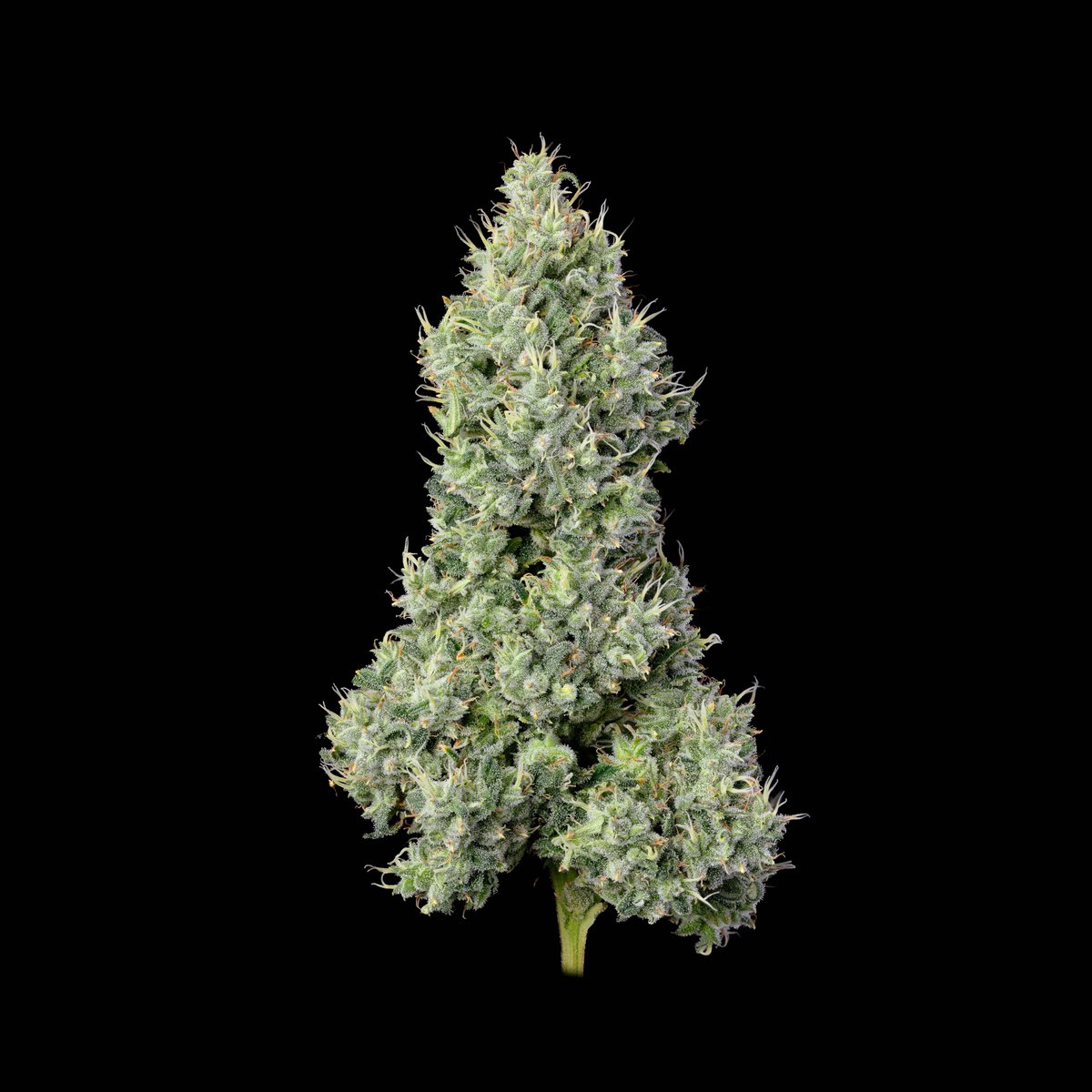 High Times tweet media