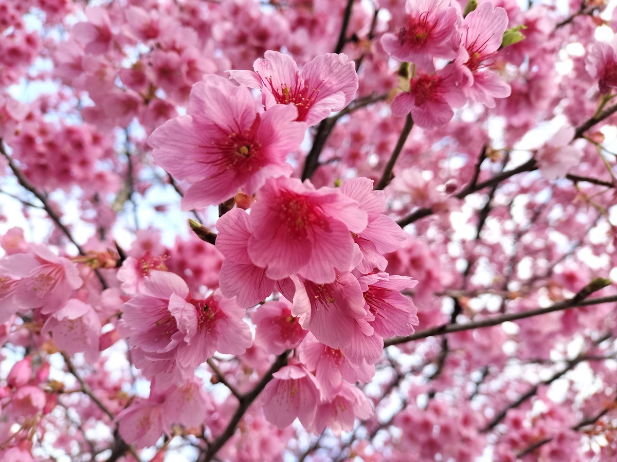 cohama_'s tweet photo. おはようございます🌸
昨日、父の誕生日でカレーの詰め合わせ（宅急便）とバースデーソング（電話）を送りました。
歌はYouTubeでオーソドックスなものを選び、父が電話に出た瞬間に歌う♪
去年同様、上手く歌えずに爆笑😆
笑いあえるのはいいことですね。
こちらでは、早咲きの桜が満開です😄 https://t.co/0qVlI1qMk8