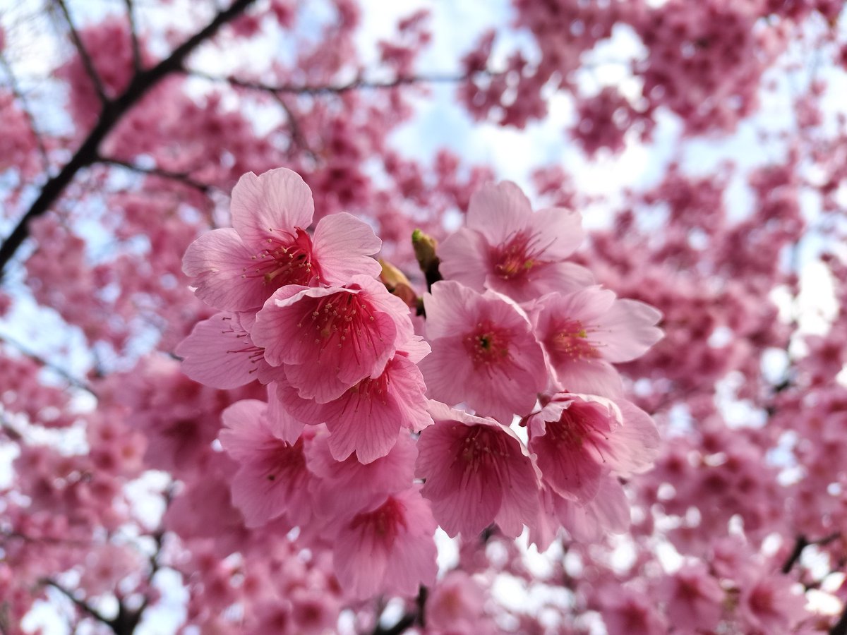 cohama_'s tweet photo. おはようございます🌸
昨日、父の誕生日でカレーの詰め合わせ（宅急便）とバースデーソング（電話）を送りました。
歌はYouTubeでオーソドックスなものを選び、父が電話に出た瞬間に歌う♪
去年同様、上手く歌えずに爆笑😆
笑いあえるのはいいことですね。
こちらでは、早咲きの桜が満開です😄 https://t.co/0qVlI1qMk8