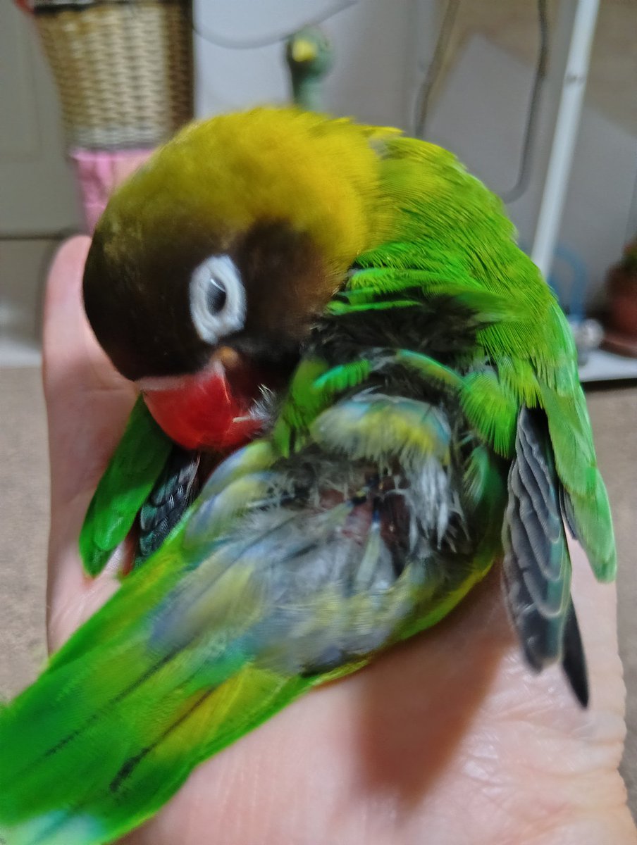 うりぼう tweet media