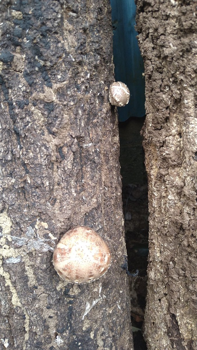 高橋や tweet media