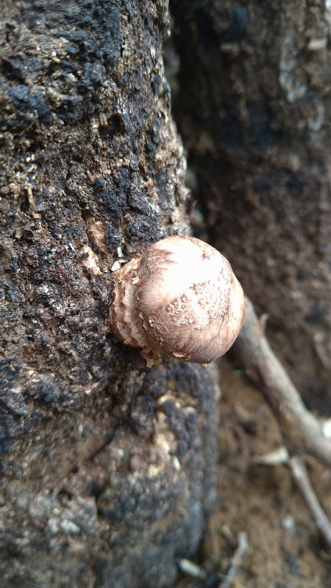 高橋や tweet media