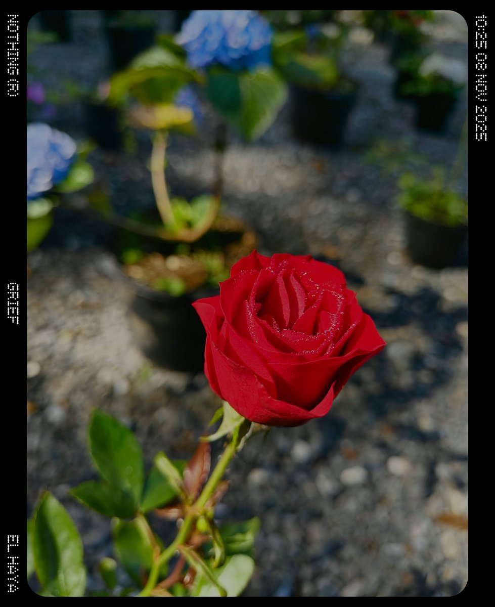 Raziel #Danonino #parrito tweet media