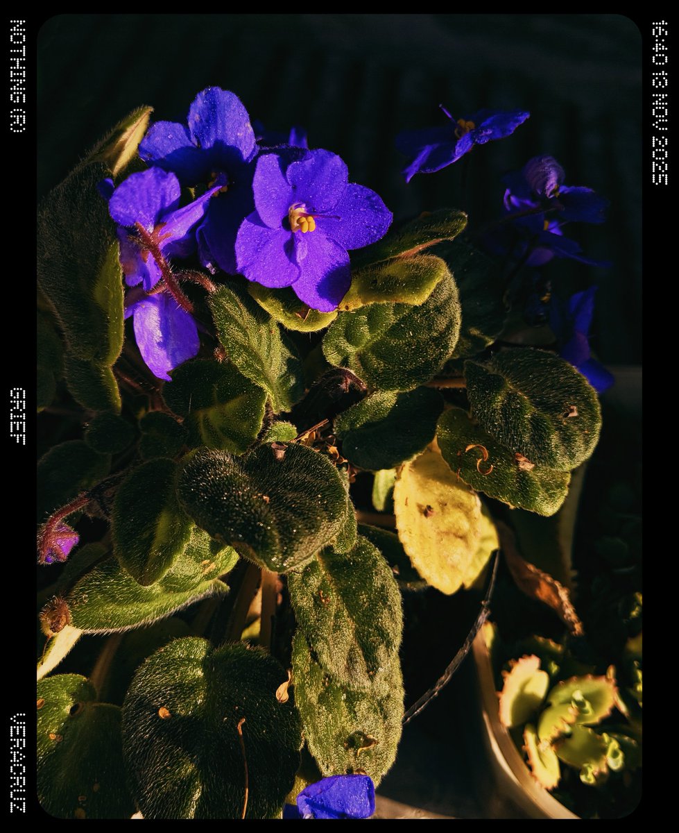 Raziel #Danonino #parrito tweet media