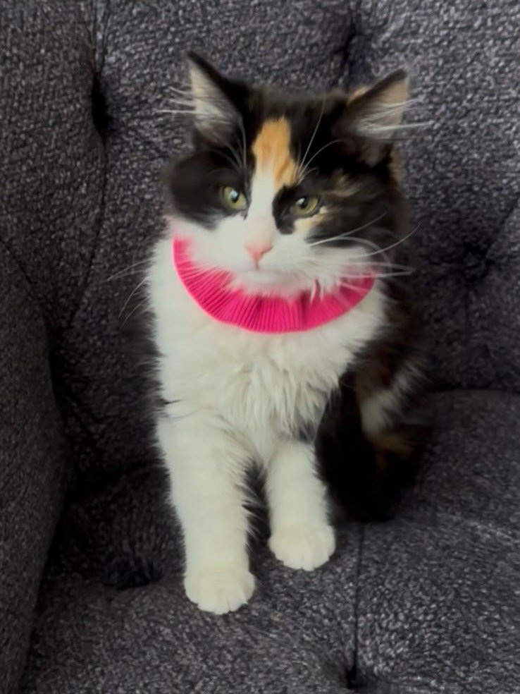 Zülal Kutluer tweet media