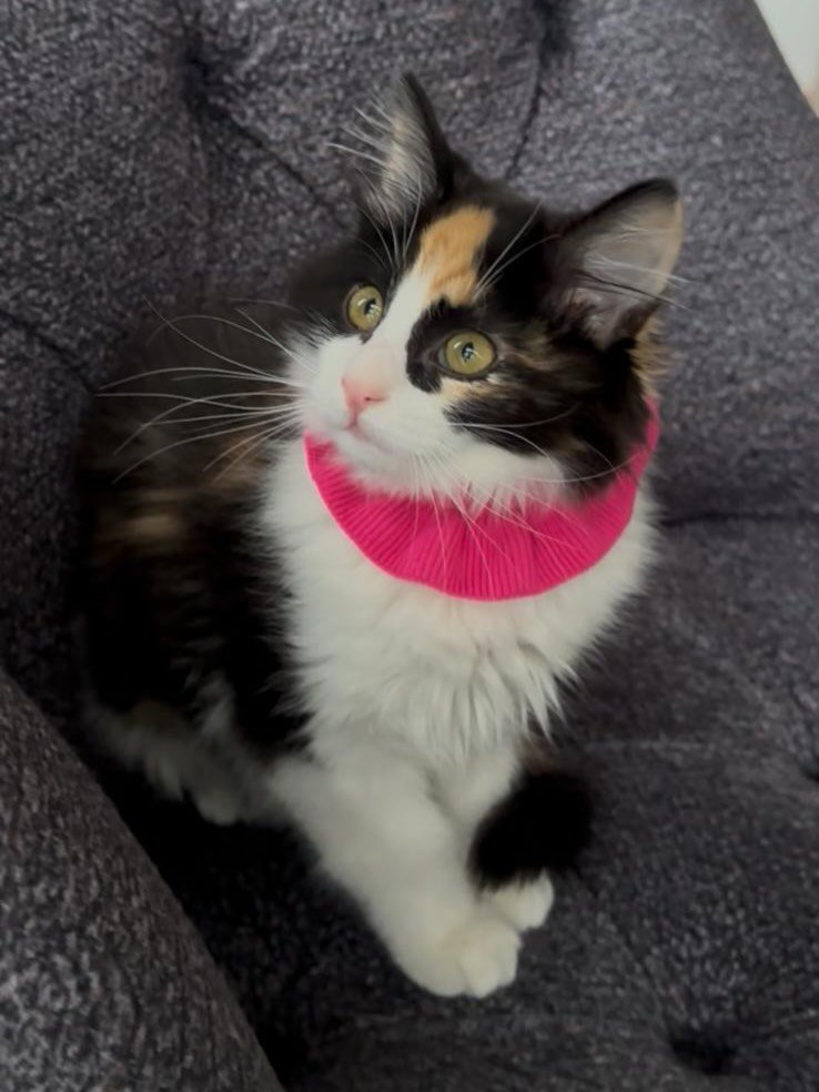 Zülal Kutluer tweet media