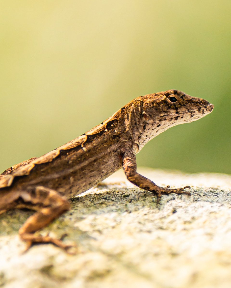 Kenneth Lenger tweet media