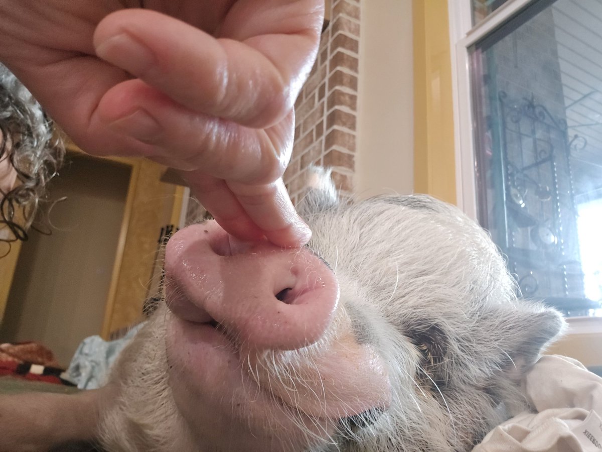 Johnnypatriot26's tweet image. While the world is coming to an end based on all the liberal freaking out just remember

Fresh bread smells and tastes so good it could create world peace 🤗

2 loafs today and I butter topped them before the oven. #HomemadeBread #Bread