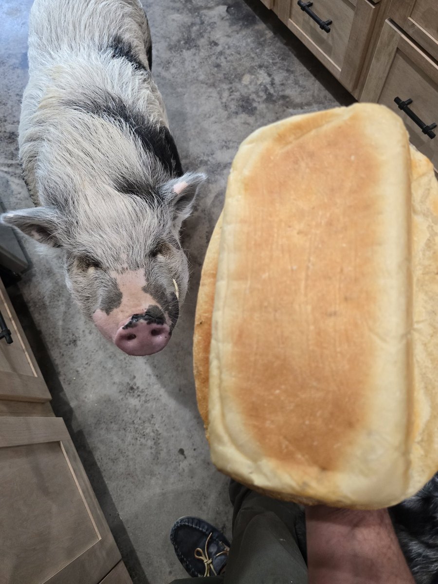 Johnnypatriot26's tweet image. While the world is coming to an end based on all the liberal freaking out just remember

Fresh bread smells and tastes so good it could create world peace 🤗

2 loafs today and I butter topped them before the oven. #HomemadeBread #Bread