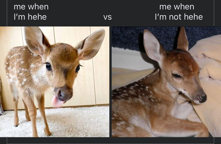 Ev🦖 (@evissillly) on Twitter photo 