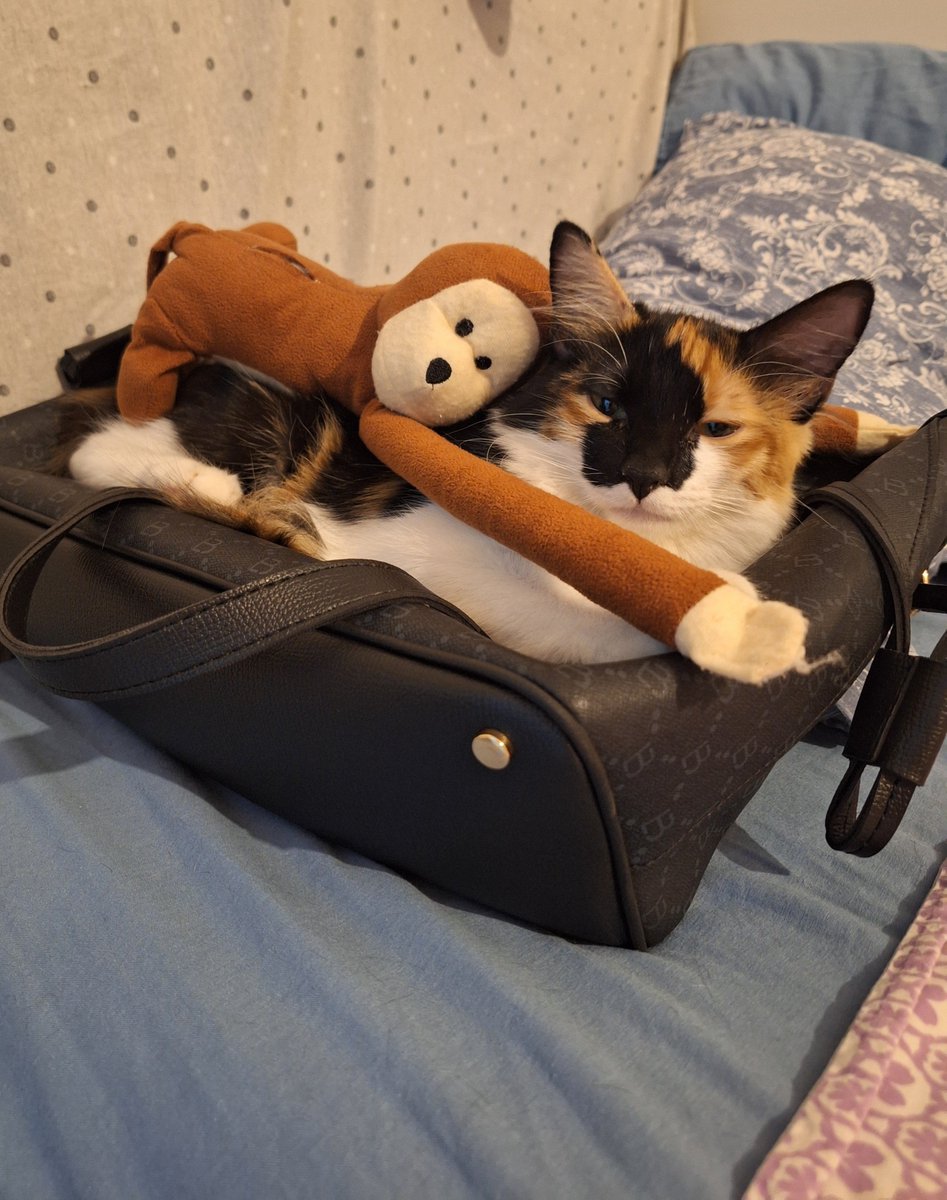 yarin erken uyancakmisiz ( kısırlasicaz ) annem parka gidicez dedi bende arkadasim şevket canla ii gclr diliyorum size tmm 🥺🥹🐾🌗💤💤🐥🎶🙏