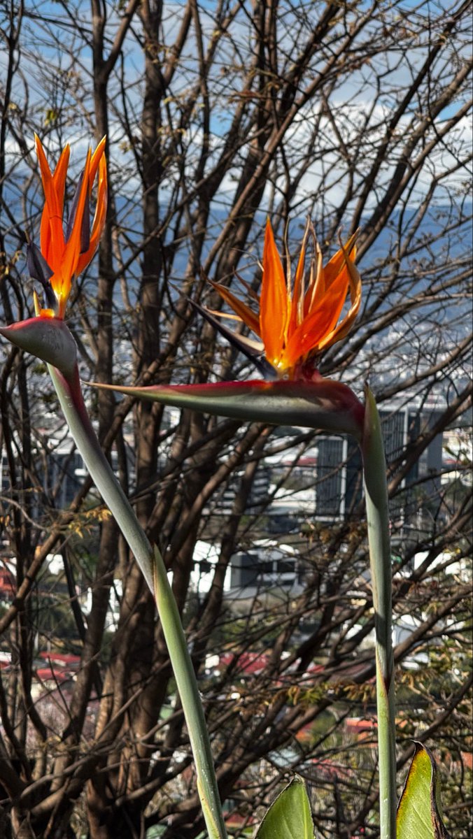 Steph González tweet media