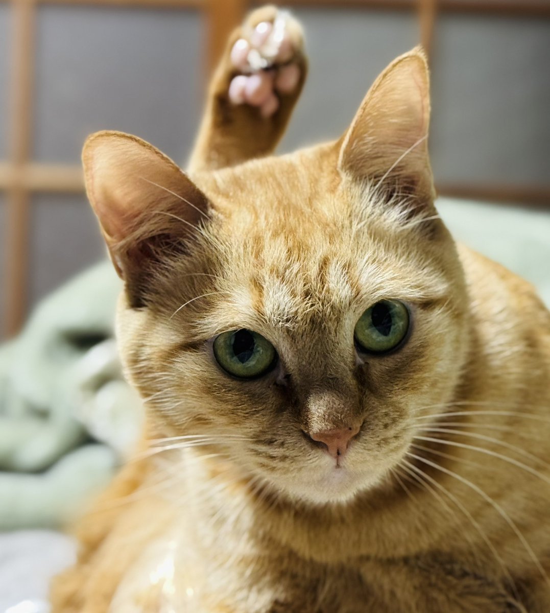 playloud_sinpei's tweet image. おはようございます(*´꒳`*)🇩🇪

今日はジャーマンメタルだ🍺🌭
King of Fools
エドガイで一番好きな曲かもしれないﾃﾞｽ
重厚感があって大好きです(๑&amp;gt;◡&amp;lt;๑)b
ライブでサビを合唱したい♪

今日も頑張っていきましょう〜！
ヾ(*･ω･*)o

#EDGUY
King Of Fools
youtu.be/ofE7GYuhle0?si…