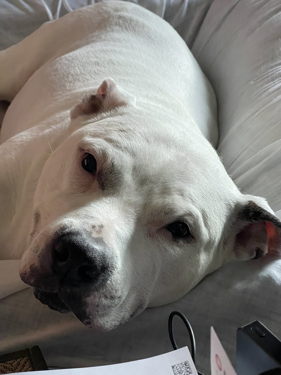 What a beautiful Dog! My Beautiful Brook