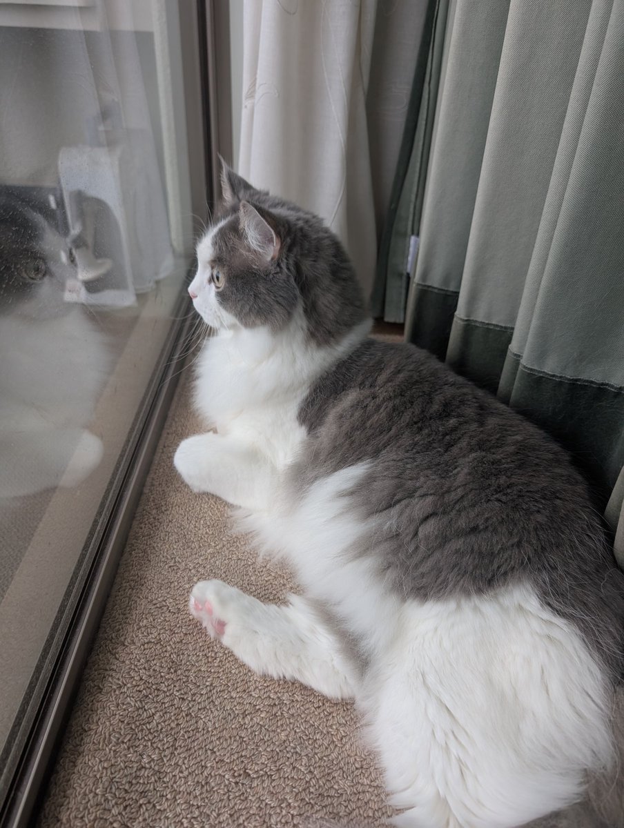 おそとなんかキラキラしてるニャ? 