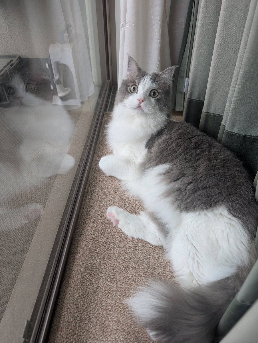 おそとなんかキラキラしてるニャ? 