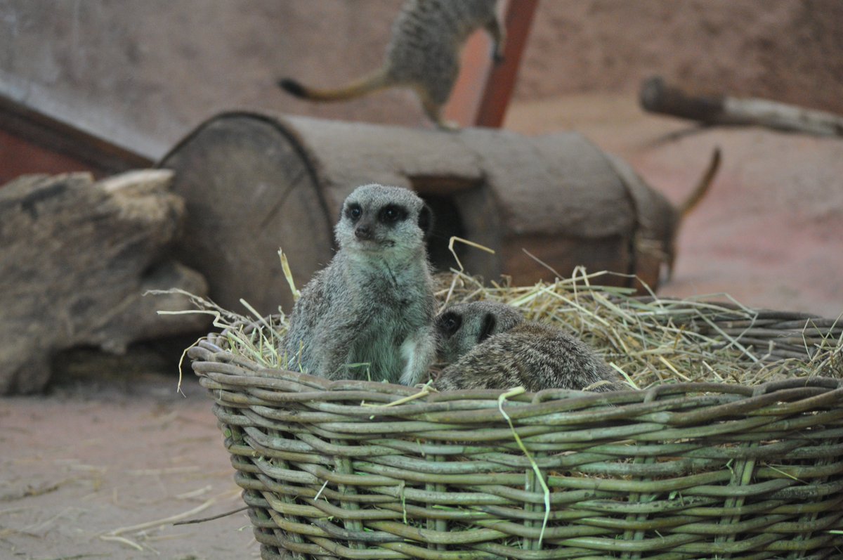 Meerkat daily #503