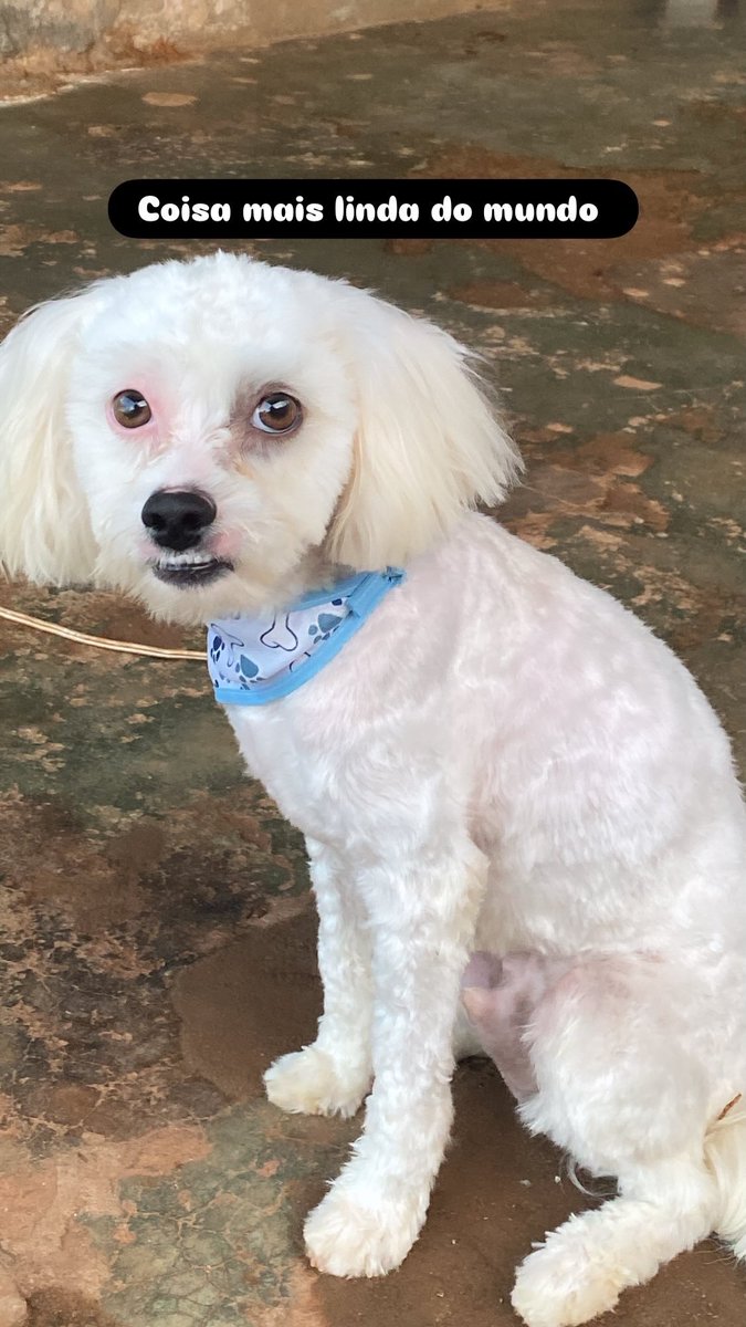 bprss_'s tweet photo. Meu filho voltou do veterinário: pelado, magrelo e sem ovinhos https://t.co/sHEMYAKYFm