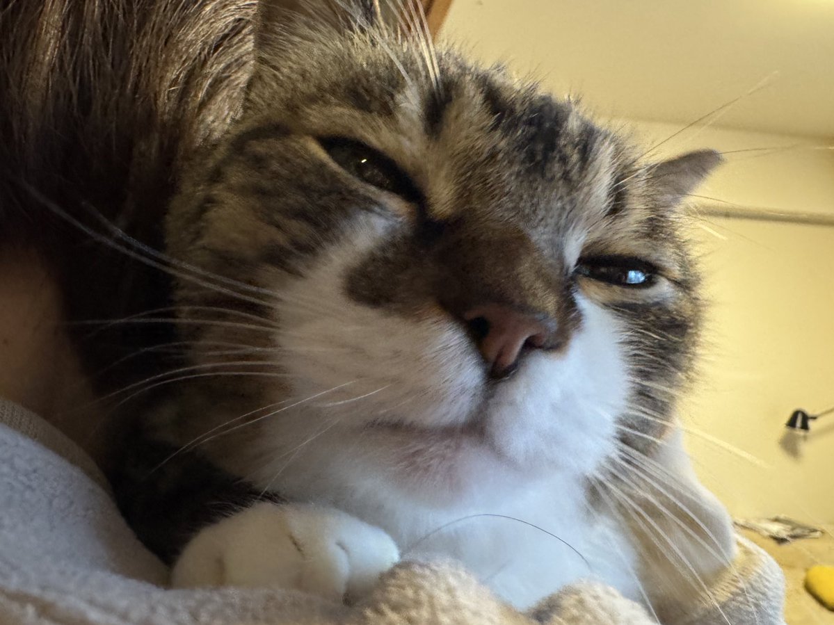 ぽんちょ tweet media