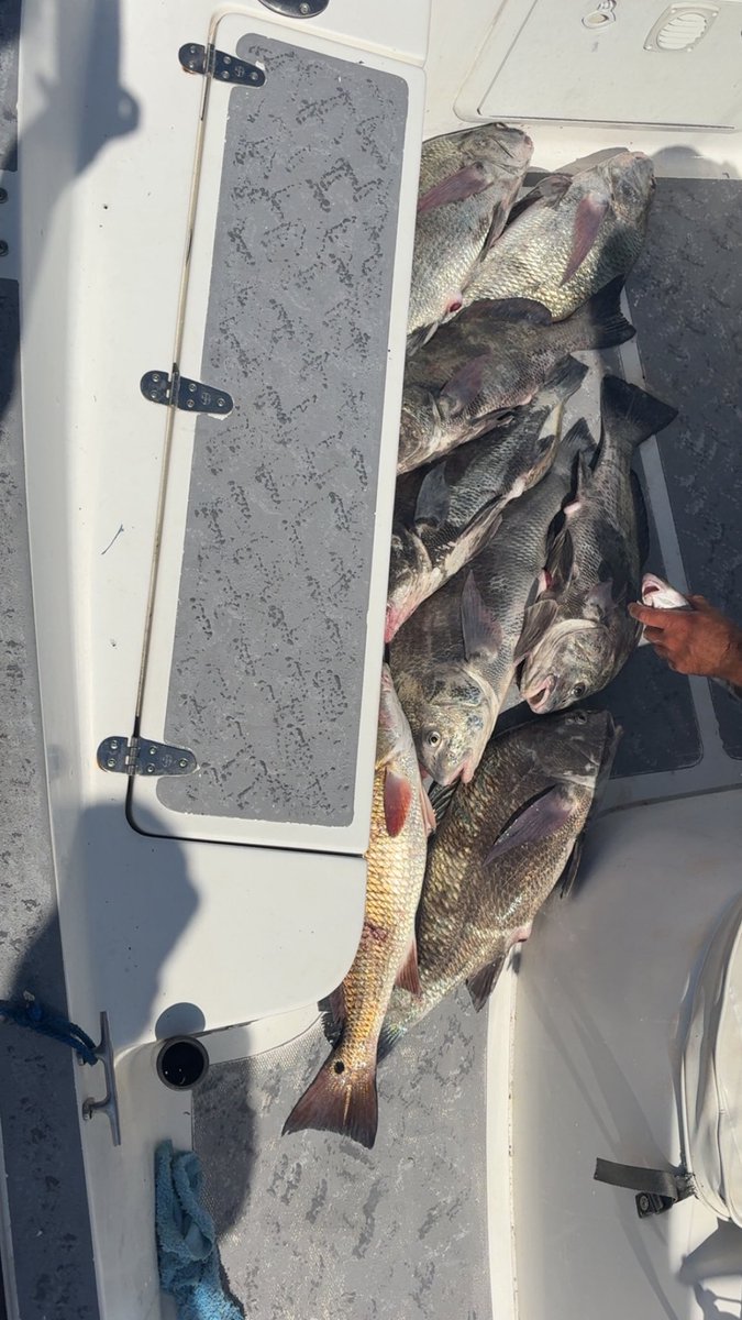 cockybeard's tweet photo. Nice lil day out on the boat. The fish were biting. Hopefully the birds will be biting at the bar tonight. #fish #flordia #spreak https://t.co/WAZeas4WSs
