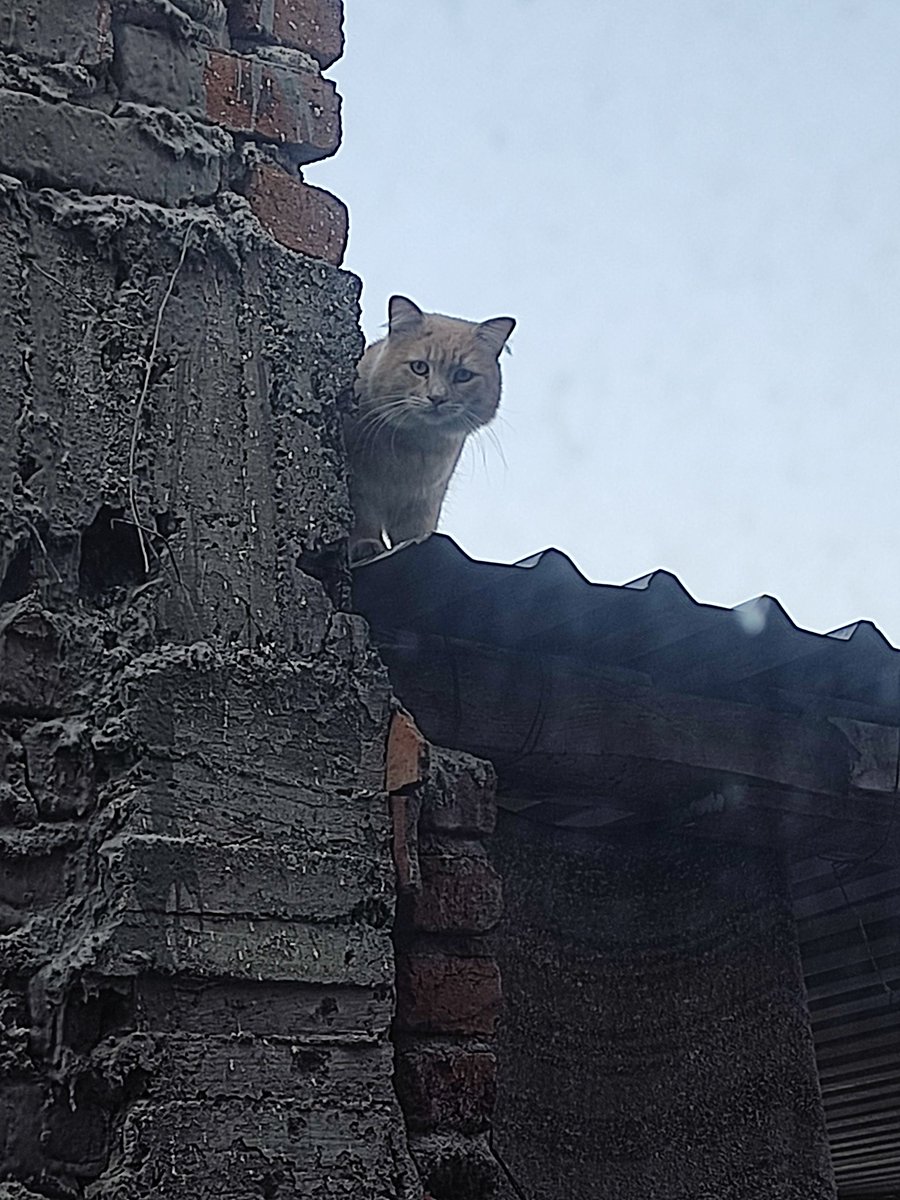 Alex🇺🇦 tweet media