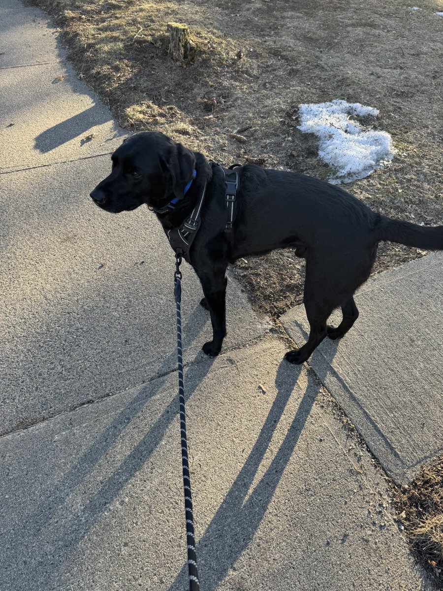 Close to 70 out in Western MA had to take the pups for a nice walk.