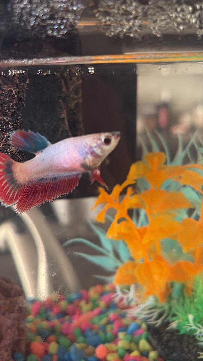 CoachTatur84's tweet photo. Just some afternoon zoomies for Cora the fish. #fishdad https://t.co/6KXVldrj54