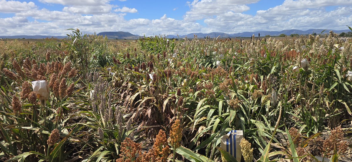 David Jordan tweet media