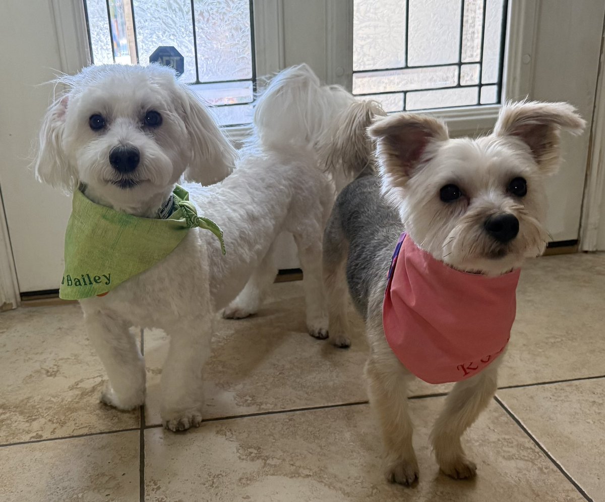 Sir Bailey tweet media