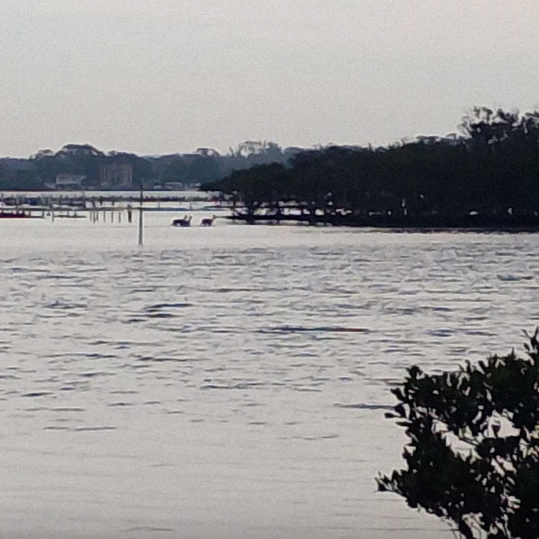 On my walk, I saw three animals, out of place. It was low tide, and they bounded from one island to the next, past the oyster farms. It took my brain a beat to register that these were deer. Two boys and their mother came up to me after they saw me filming the deer with my phone.