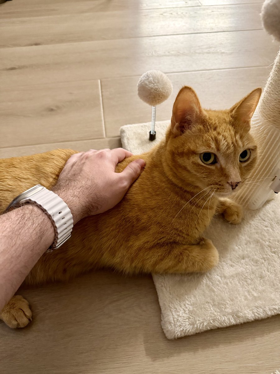 Albi (SideArms) tweet media