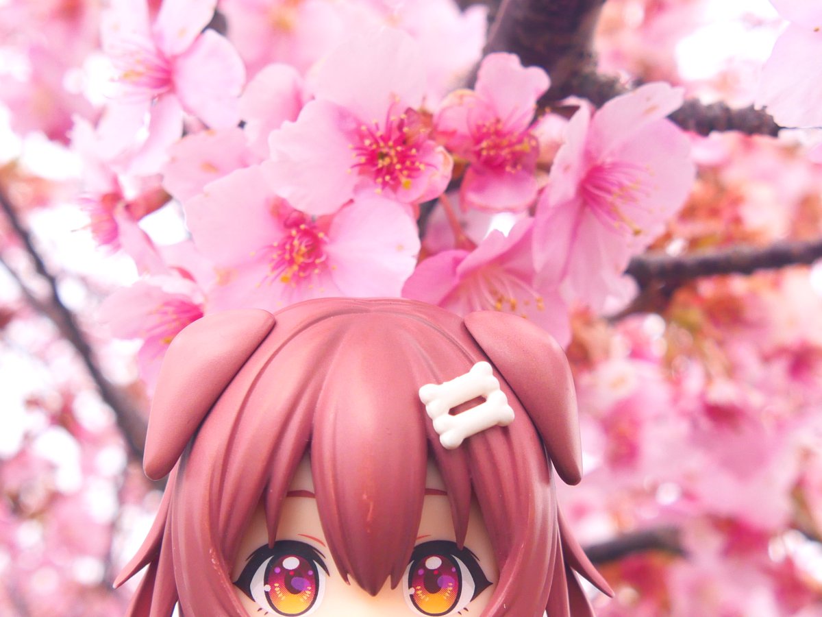ねんどろいど　戌神ころね

これからもっと撮りたくなる、桜ところさんー

ほんわかして好きなんですよねぇー

またお散歩いこーっと

#ねんどろいどホロライ部 
#できたてころね