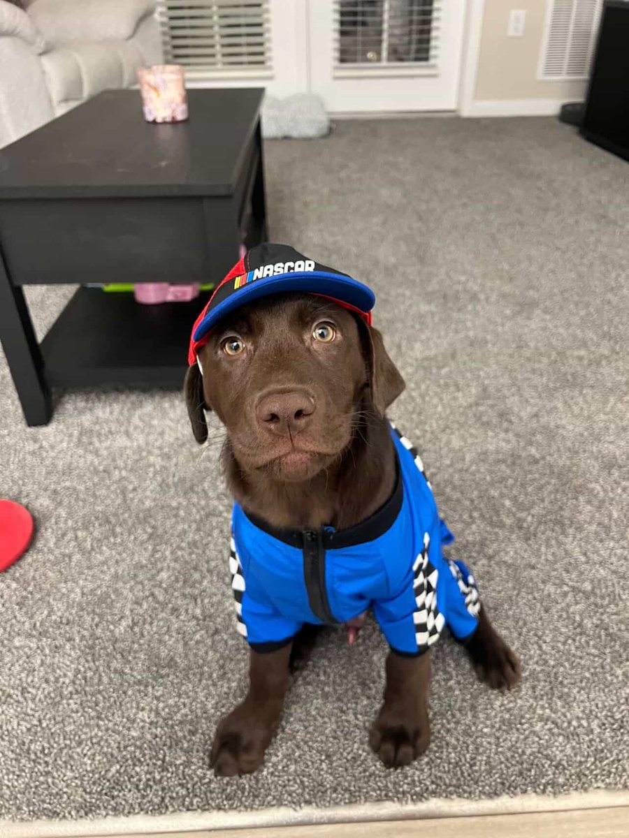 Old Row Pups tweet media