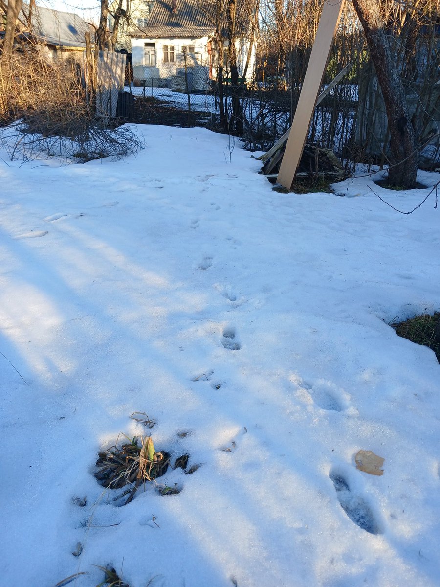 Julia Subbotina tweet media