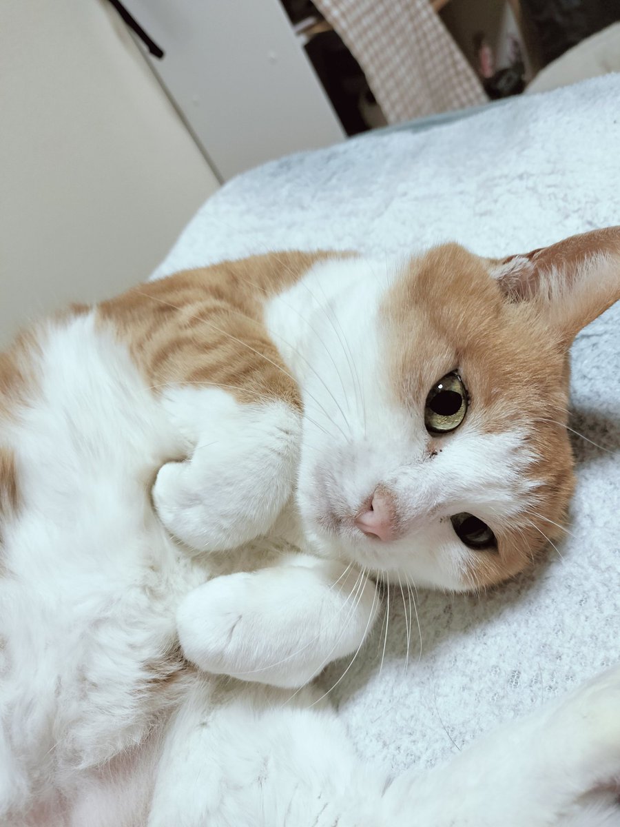 まりてつ tweet media