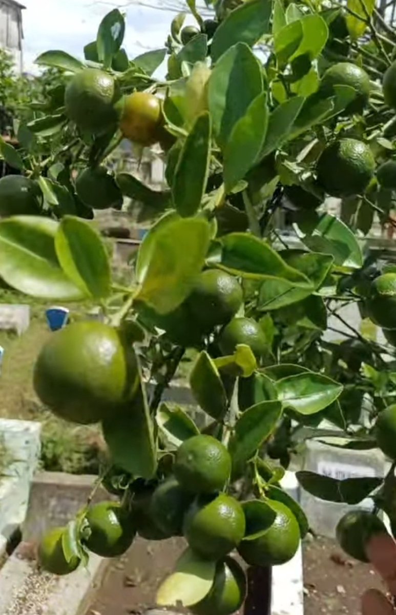 Mengapa Tanaman di Area Pemakaman Sering Tumbuh Subur? Apakah Aman Dikonsumsi?

Saya sering memperhatikan bahwa tanaman di area pemakaman  terlihat lebih hijau dan subur dibandingkan di tempat lain. Hal ini bukan sesuatu yg mistis koq, melainkan bisa dijelaskan secara ilmiah