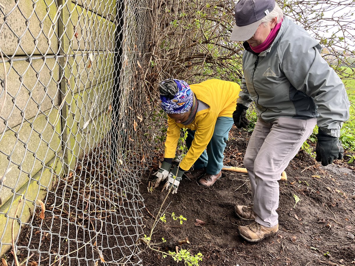 FFishponds's tweet photo. Planting began at Fishponds Playing Fields on Saturday. Thanks to Tooting Community Garden for donating the raspberry plants https://t.co/Xei4dp6h37