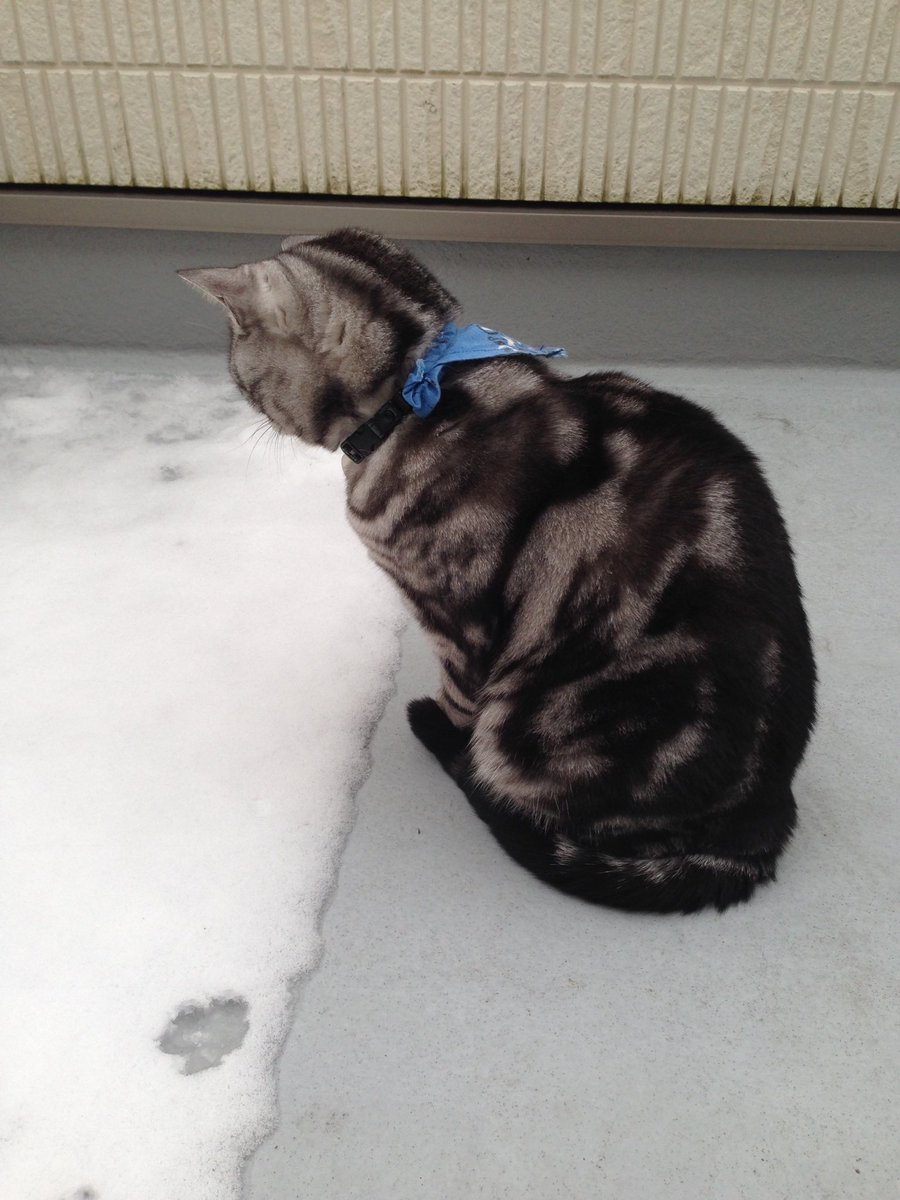 chatarolight's tweet photo. 今日はみぞれ❄️
寒いね〜

若かりし頃の雷斗
雪に興味深々

らいちゃん、今年も雪降ったよ☃️

#猫　#アメリカンショートヘア
#空組1年生　#虹の橋 https://t.co/E6Bretq2da