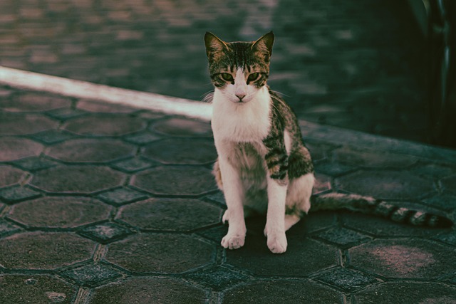 Caroline Jayaraman tweet media