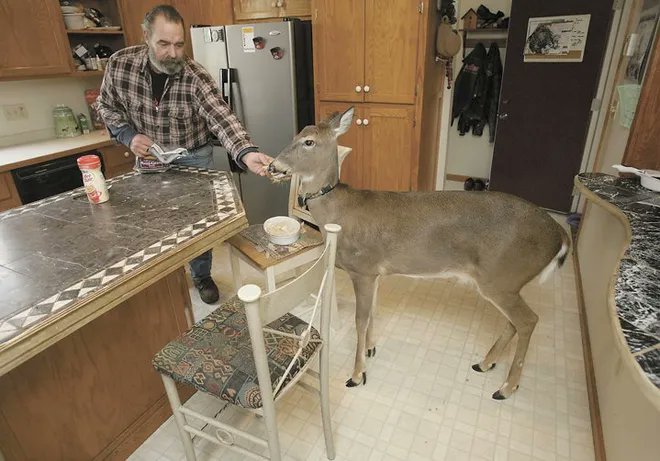 rather dubious deer tweet media