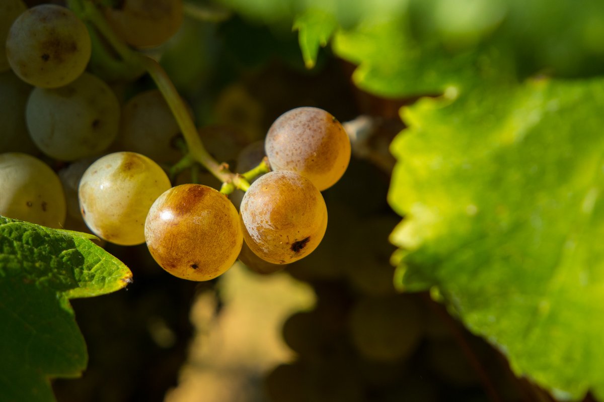 Ribera Del Duero tweet media