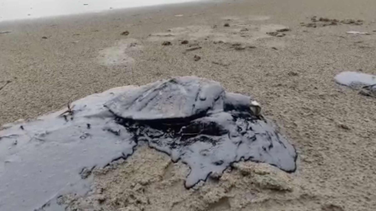 Esto es grave y nadie está hablando de ello. PEMEX trata de ocultar un megaderrame de petróleo que se extiende a lo largo de aproximadamente 230 kilómetros sobre el litoral de Campeche, Veracruz y Tabasco.

Pese a que habitantes de la costa reportan tortugas y fauna cubiertas del