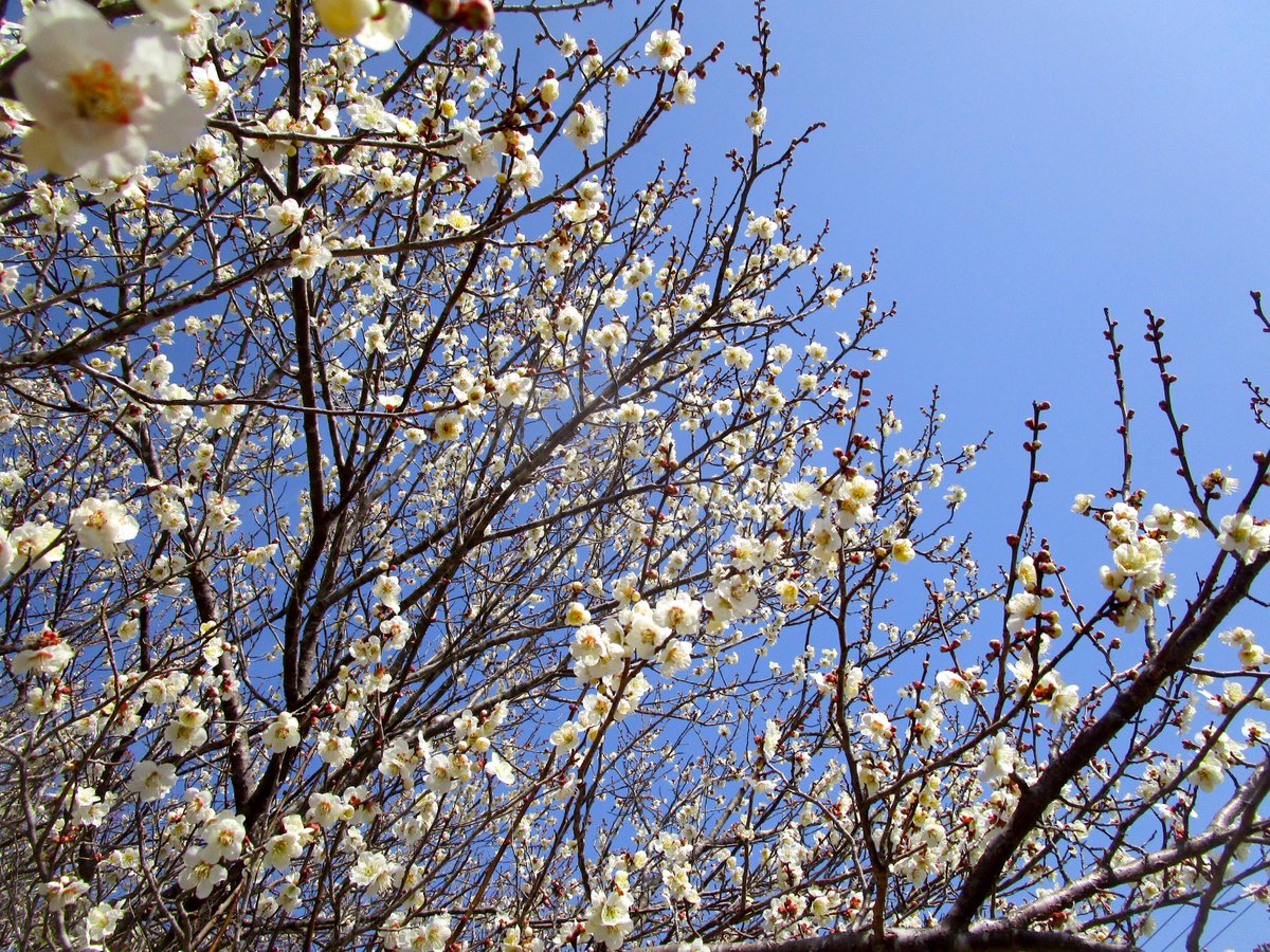 後になり先になり梅にほふ

今日、3月10日は、山頭火の日なんですね