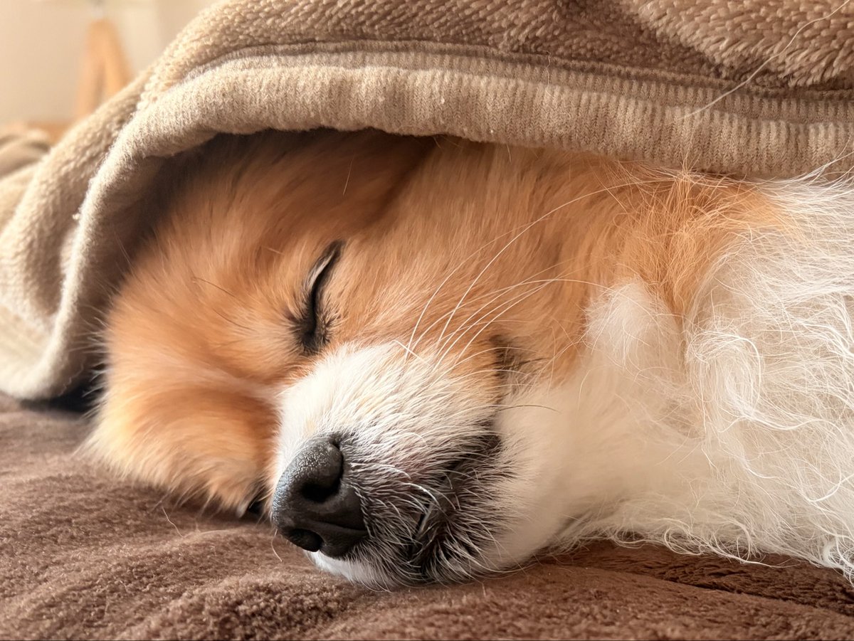 笑ってるように見える寝顔。

#かわいい
#おやつの夢かな
#ポメラニアン
#犬のいる暮らし