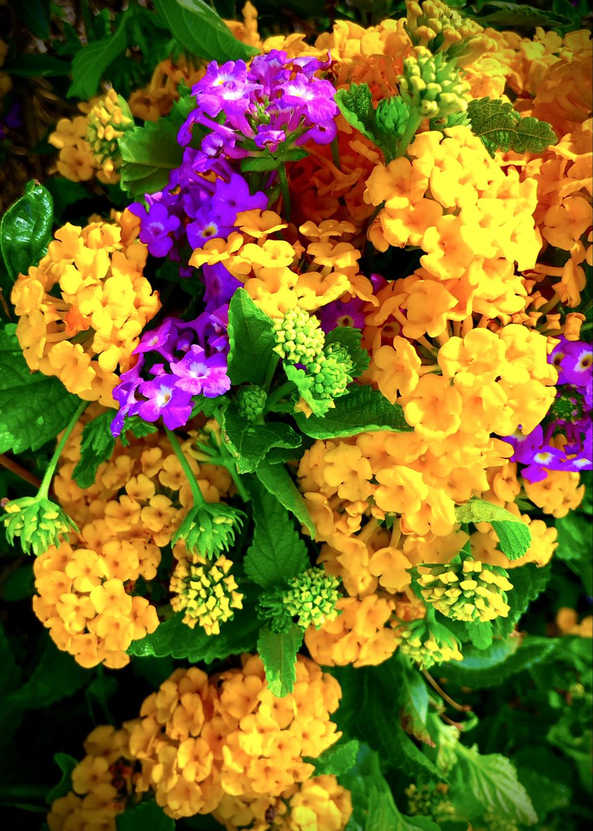 PetalWitness's tweet image. golden clusters gather in the light
violet petals answering softly
the garden speaking in colour

#lantana #gardenlight #flowerphotography #petalpoetry #naturecolour

Original writing and image — PetalWitness 🌼