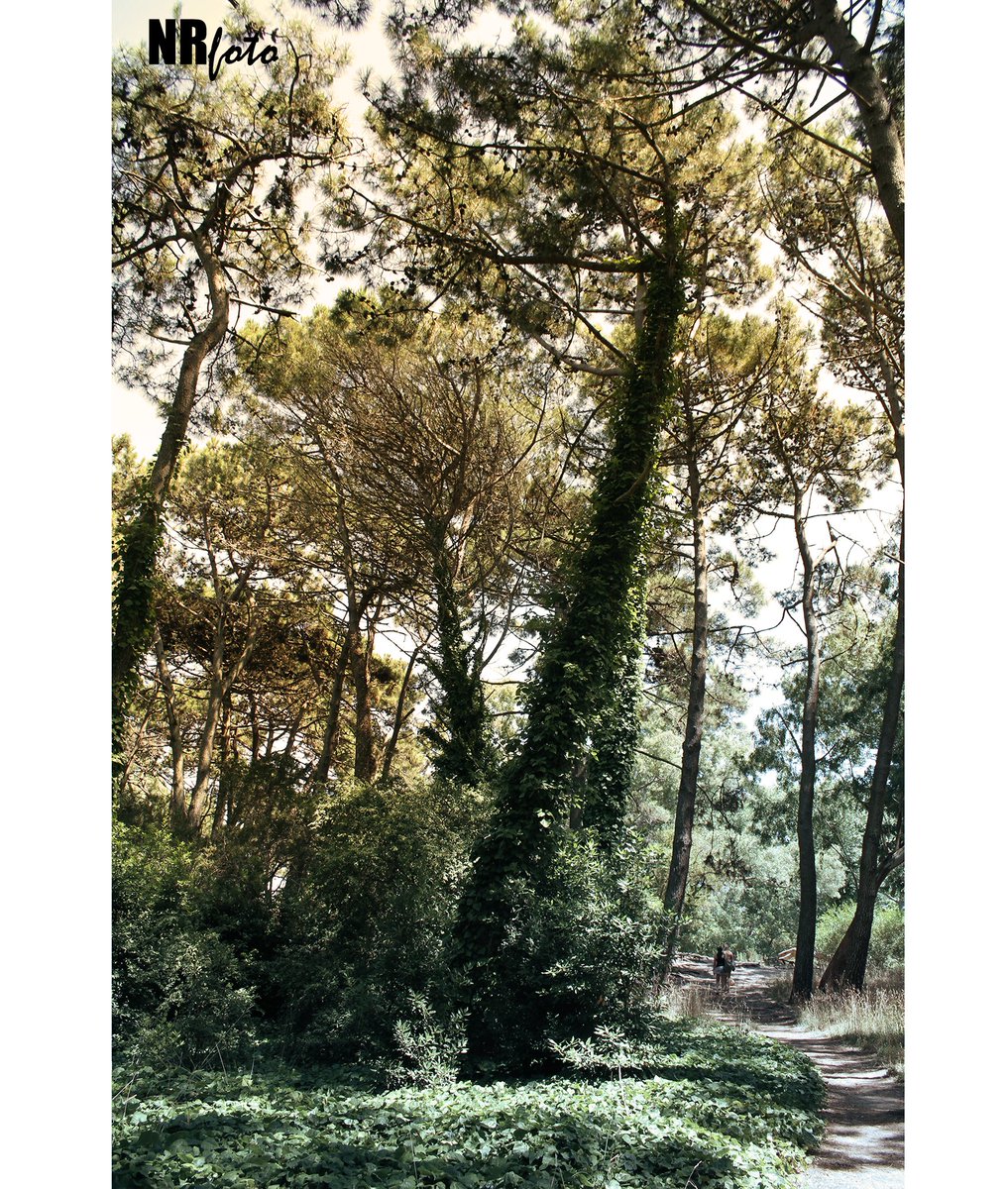 #argentina #villagesell #reserva #arboles #tree #forest #paisaje #paysage #landscape #Fotografia #foto #photography #photo #reservanatural #natural #flora