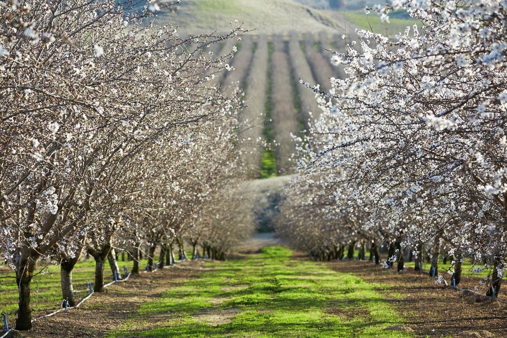 Sierra Valley Almonds tweet media